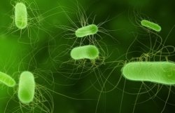 Бактерия, убивающая европейцев, могла находиться в питьевой воде 