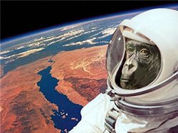 Иран планирует запустить в космос обезьян