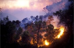 В Канаде бушуют лесные пожары 