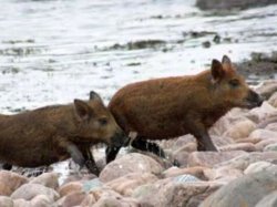 Две шотландские свиньи проплыли 1,5 км в море, чтобы вернуться домой