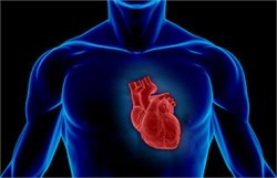 Фруктоза провоцирует болезни сердца, - ученые