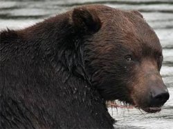 На Камчатке медведь задрал двух человек