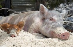 На Кубани обнаружен вирус африканской чумы свиней