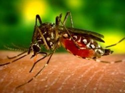 В Пакистане лихорадкой денге заразились 10 тысяч человек, 104 человека погибли