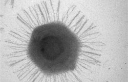 Биологи нашли самый большой из известных науке вирусов