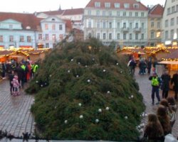 В центре Таллинна упала главная ель страны