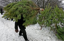 Одесситам предложили брать новогодние елки напрокат