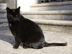 Бездомному коту в Риме выпало счастье: мало того, что его приютили, ему ещё и досталось 10 млн евро