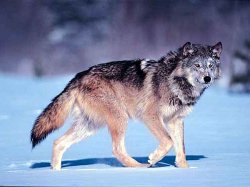 В Армении голод сгоняет волков с гор в города
