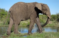 В Камеруне браконьеры за полтора месяца уничтожили рекордное количество слонов