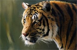Тигр в Киевском зоопарке содрал с сотрудника скальп, – СМИ