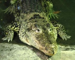 В Киевском зоопарке умер любимый крокодил Черновецкого