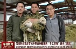 В Китае клонировали трансгенную овцу