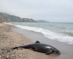 В Крыму и на Одесчине массово гибнут дельфины