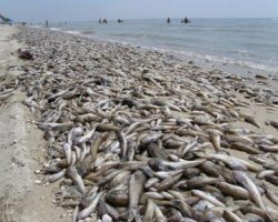 На берег Азовского моря выбросило десятки тонн погибшей рыбы