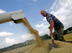 Украина пока не намерена вводить запрет на экспорт пшеницы, - Минагрополитики