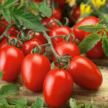 Семена томатов: как выбрать?