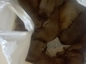 Спасла девять щенят, выброшенных на помойку