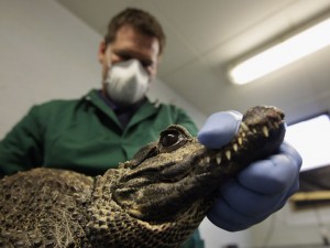 Полицейские искали боеприпасы, а нашли живого крокодила