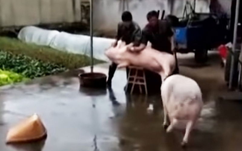 Видео нападения свиньи на забойщиков скота потрясло Сеть