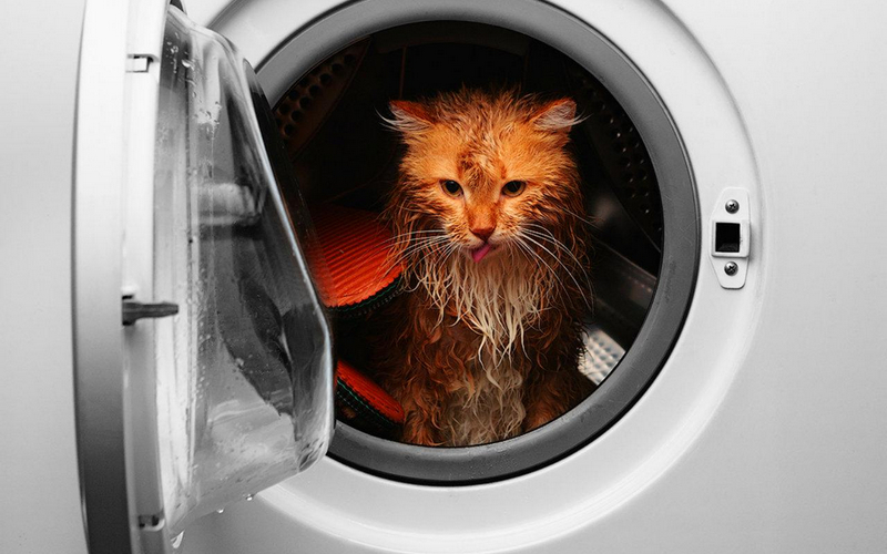 Жителя Ухты судили за садистское убийство кота в стиральной машине