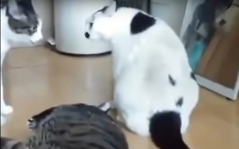 Толстый кот прикольным способом остановил драку и попал на видео