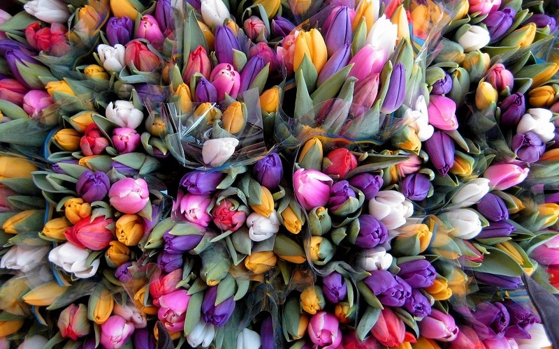 «Желаем море цветов и улыбок» — градоначальники Брянска поздравили женщин с 8 Марта
