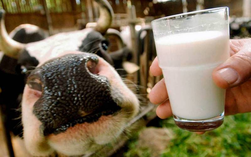 В приоритете новой продовольственной программы России будет молоко