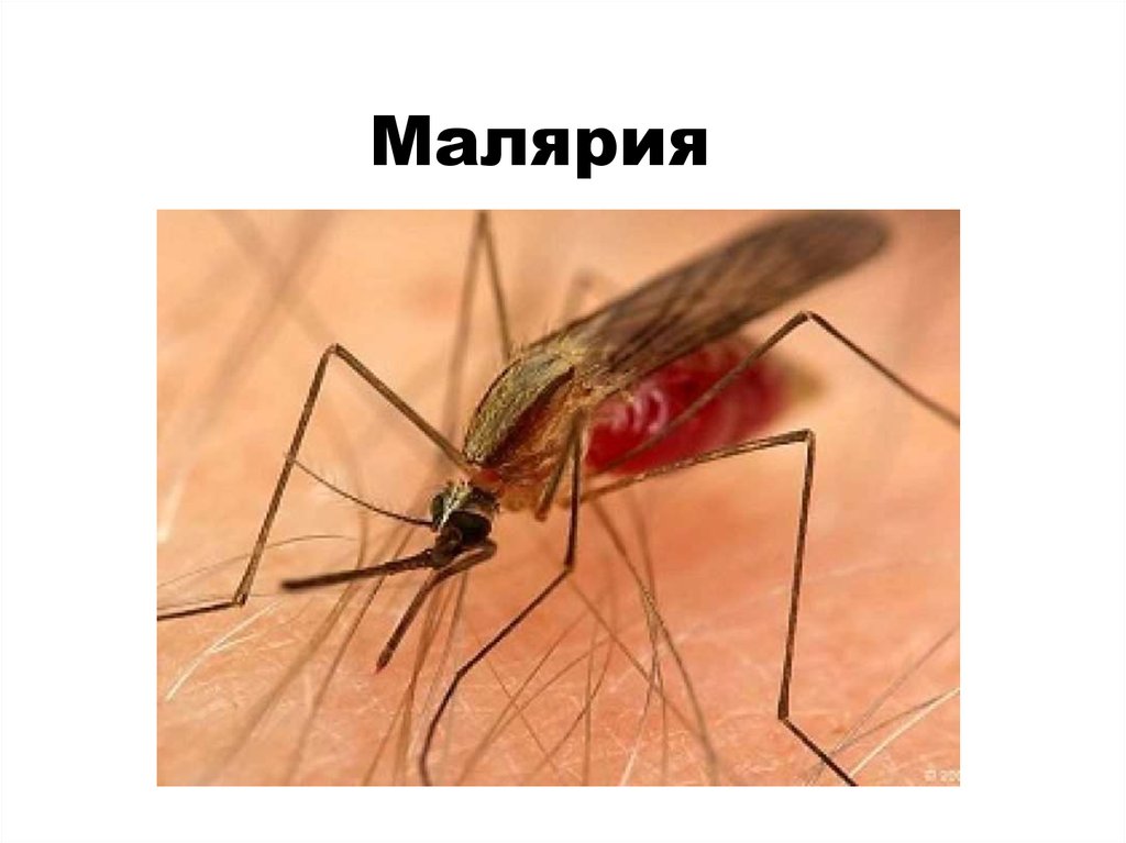 Тропическая малярия может прийти в Брянск из соседнего Орла