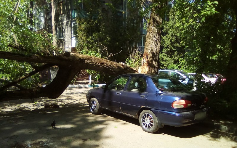 Рухнувшее в Брянске дерево едва не сделало водителя пешеходом