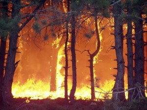 15 лесов сгорело лишь за одни сутки
