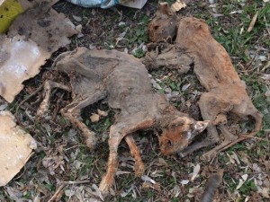 Кошачий склеп с десятками трупов животных нашли в Чебаркуле: 18+