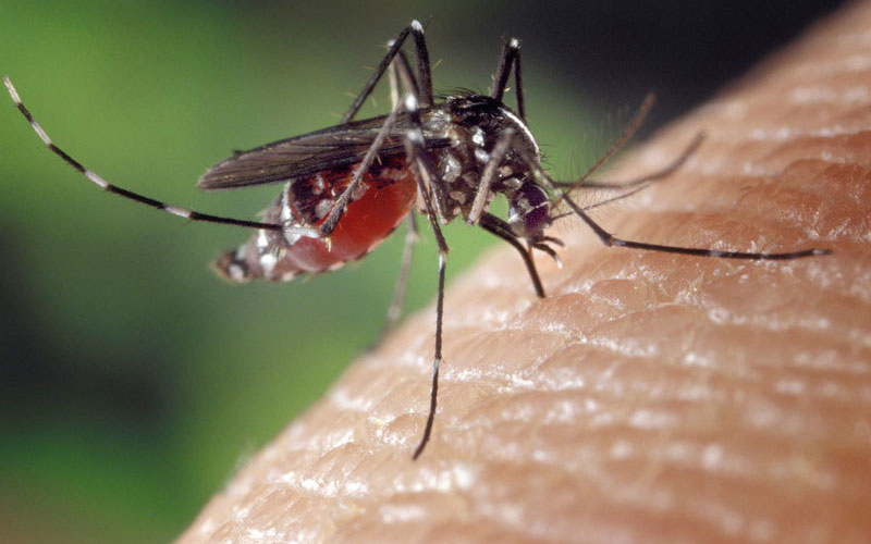 В Брянске появились комары с опасными червями