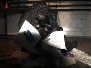 Челябинские шимпанзе любят глянец