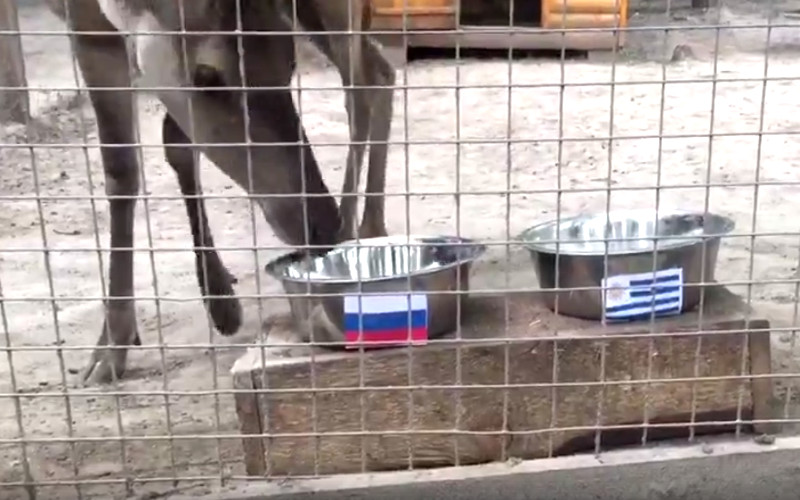 Олениха Бемби из брянского зоопарка пророчит России победу над Уругваем