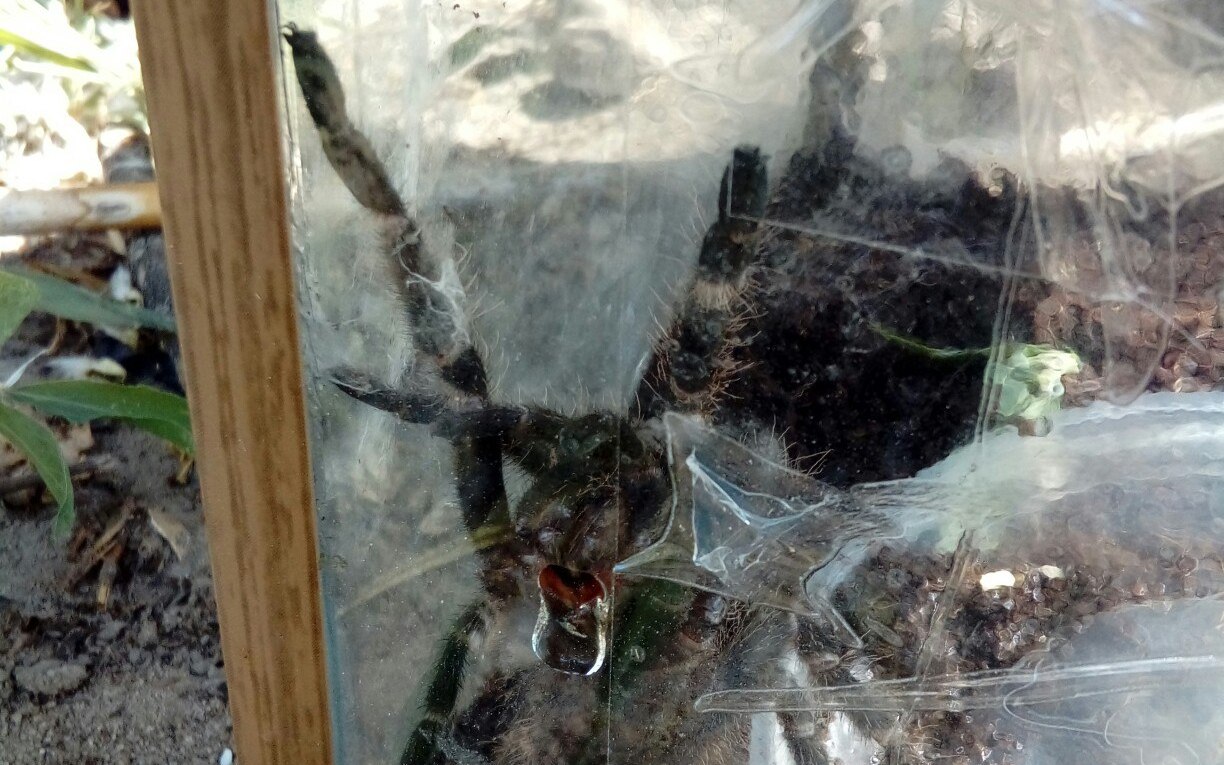 Возле детской площадки в Брянске обнаружили рассадник пауков