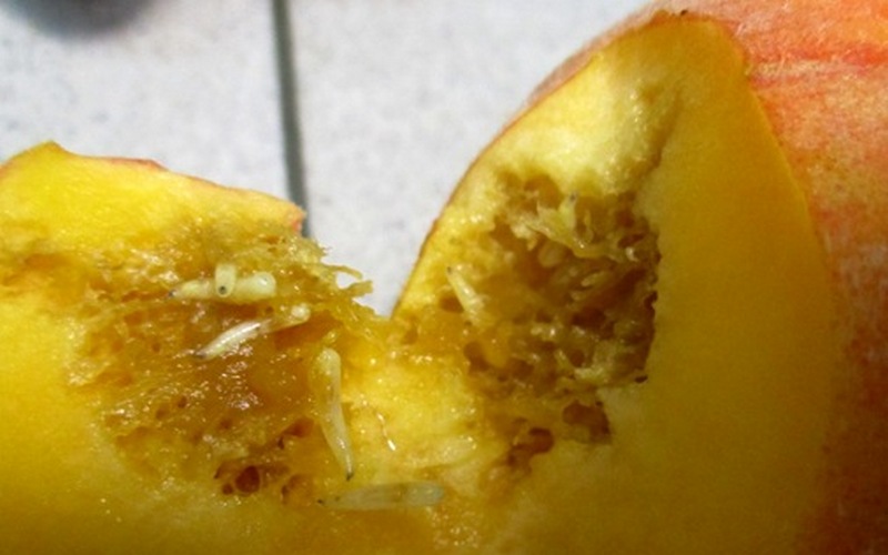 В Брянской области остановили десять тонн зараженных персиков