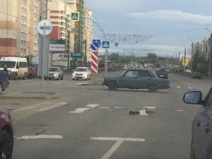 Утки ходят через дорогу по правилам в Челябинске