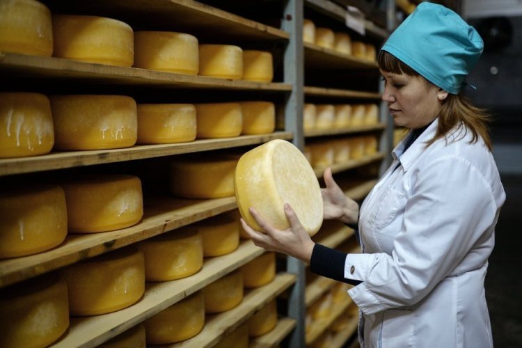 Брянская область стала лидером по производству сыра