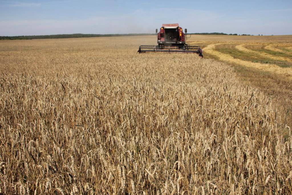 В Брянской области убрали десятки тысяч гектаров зерна