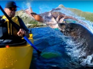 Тюлень ударил человека по лицу полумертвым осьминогом