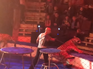 Тигр упал в обморок с судорогами на представлении цирка в Магнитогорске (видео)