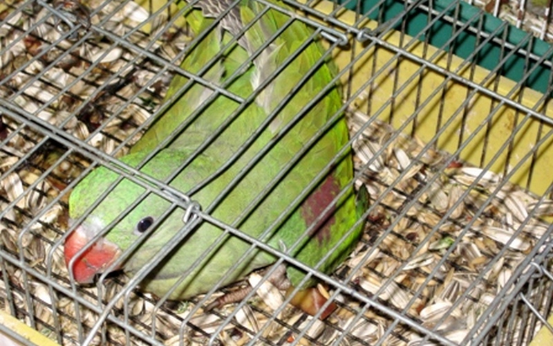 В Брянске задержали украинских попугаев-нелегалов