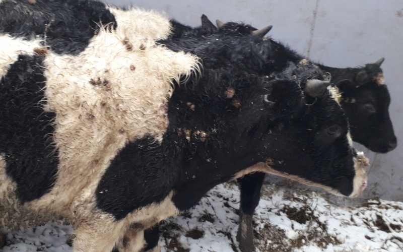 В Брянской области задержали более 50 белорусских коров