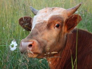 Сайт знакомств для коров создали в Британии
