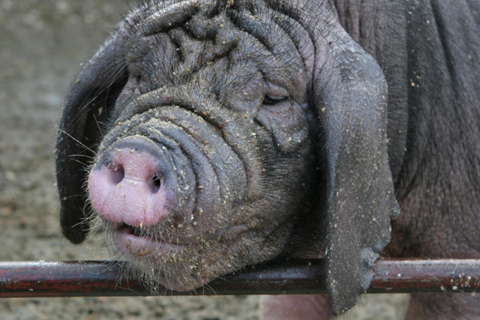 Свининой за Курилы: Россельхознадзор запретил ввоз свиней из Японии