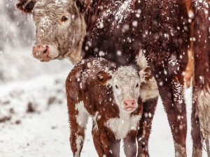 Стадо коров на ранчо в США завалило снегом