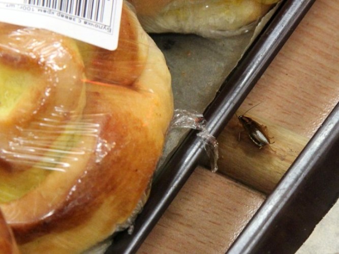 Брянцы сняли на видео нашествие тараканов в местном гипермаркете
