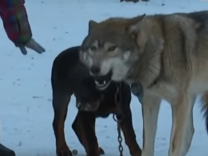 В центре Челябинска волк  покусал подростка. Тот самый, которого раньше встретил в парке Текслер?