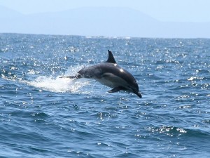 Дельфины исчезают из-за глобального потепления?